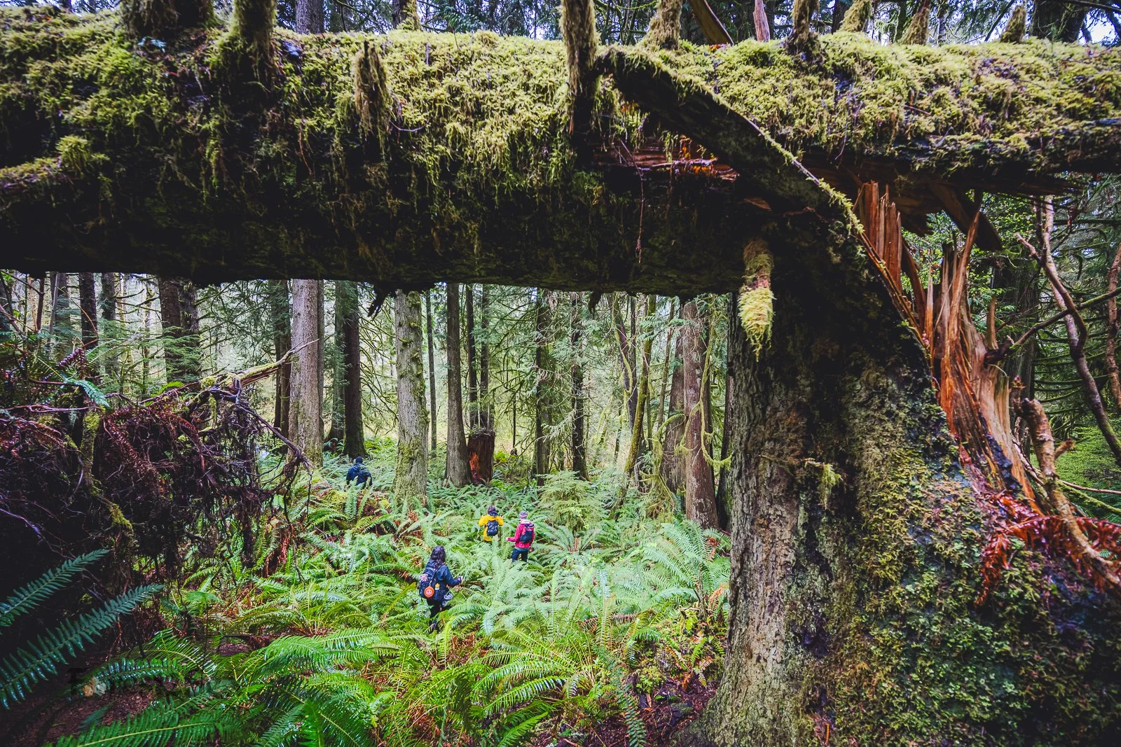 Donate to Save Twin Rivers Legacy Forest!