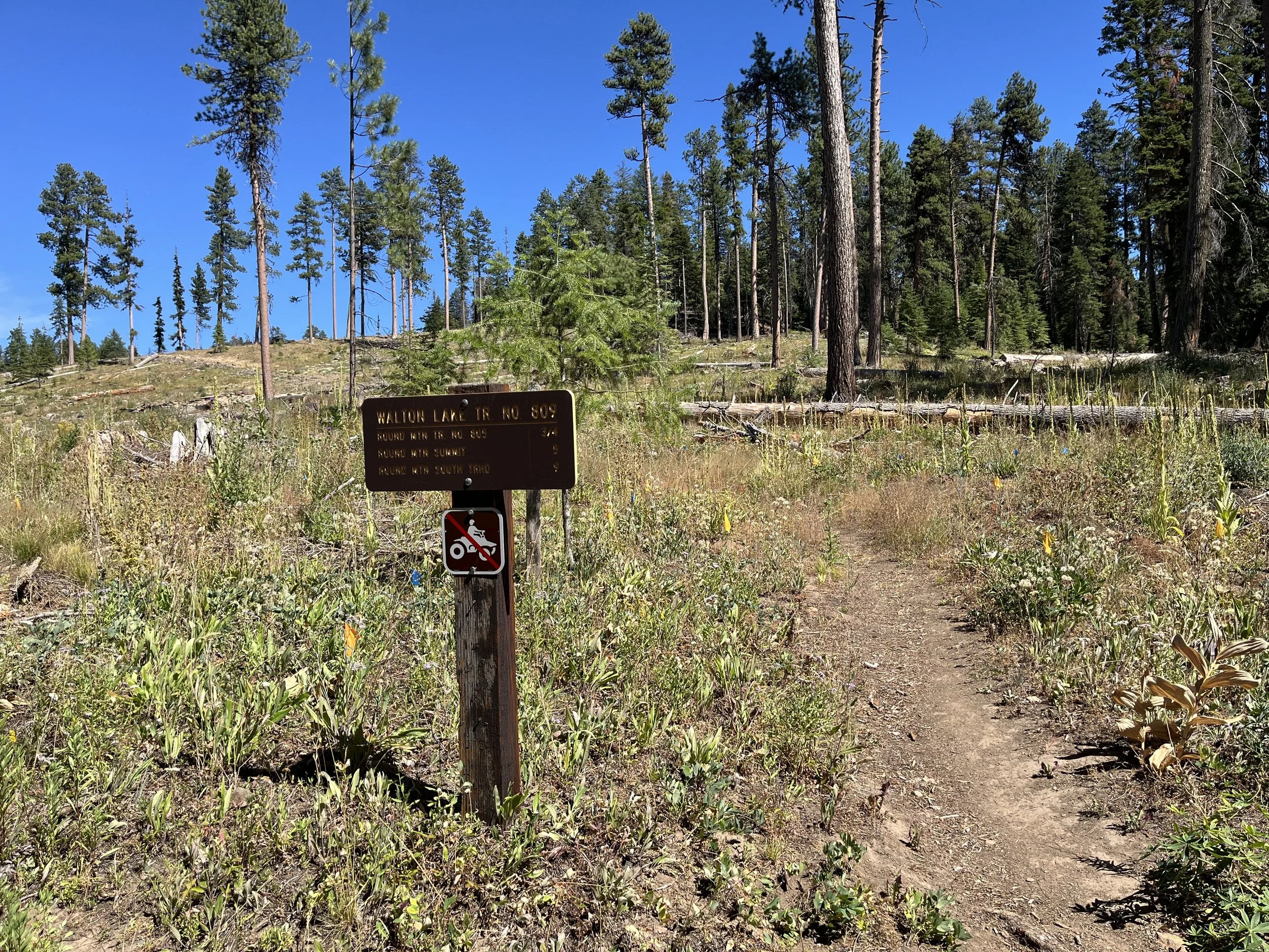 Ochoco National Forest - Walton Lake "Restoration Project" (Credit: Blue Mountains Biodiversity Project 2025)