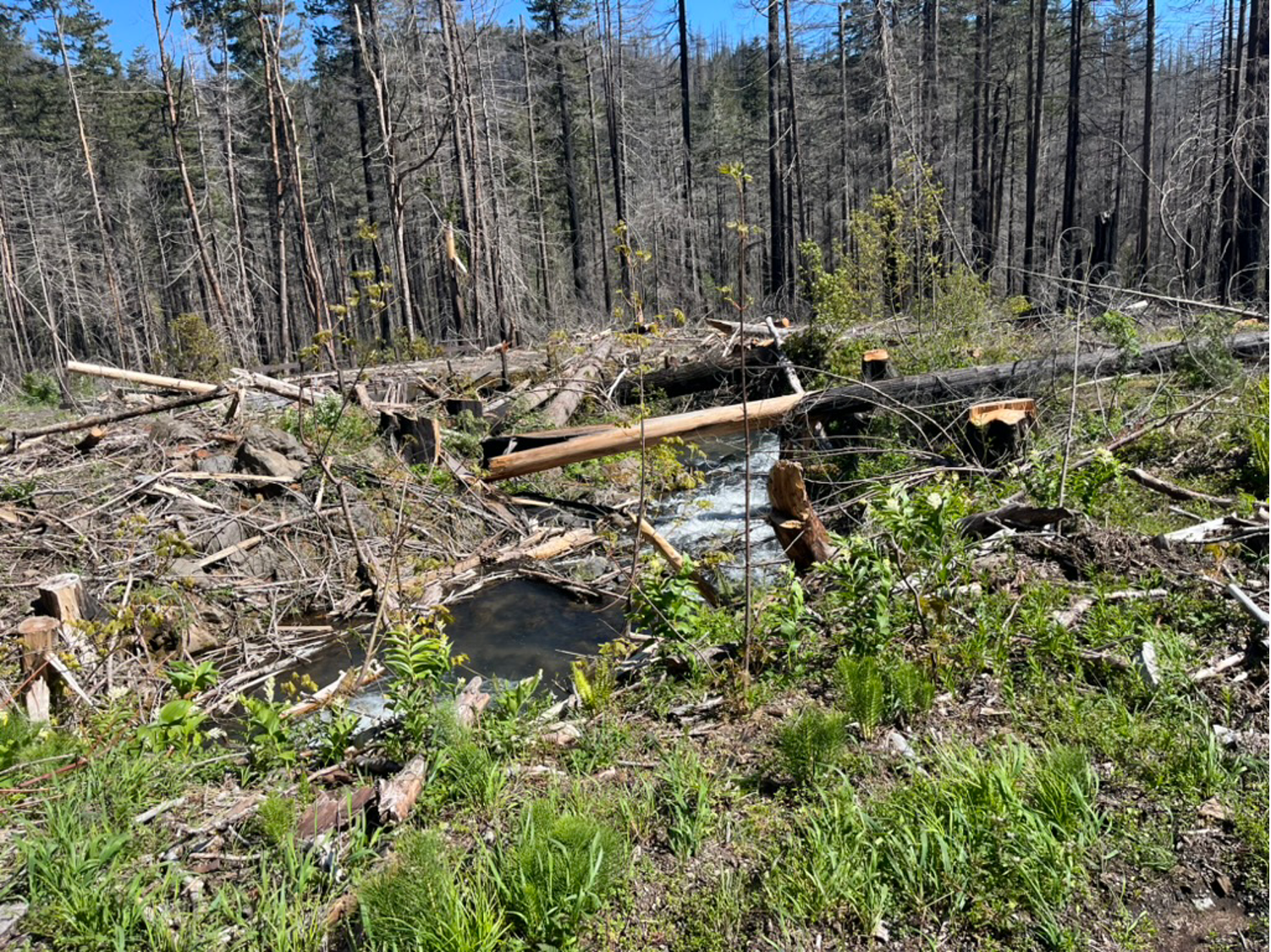 Mt. Hood National Forest - "Clackamas Fires Roadside Hazard Tree Abatement" sale, along Road 4620. This photo shows logging along Whale Creek (Credit: Blue Mountains Biodiversity Project 2024)
