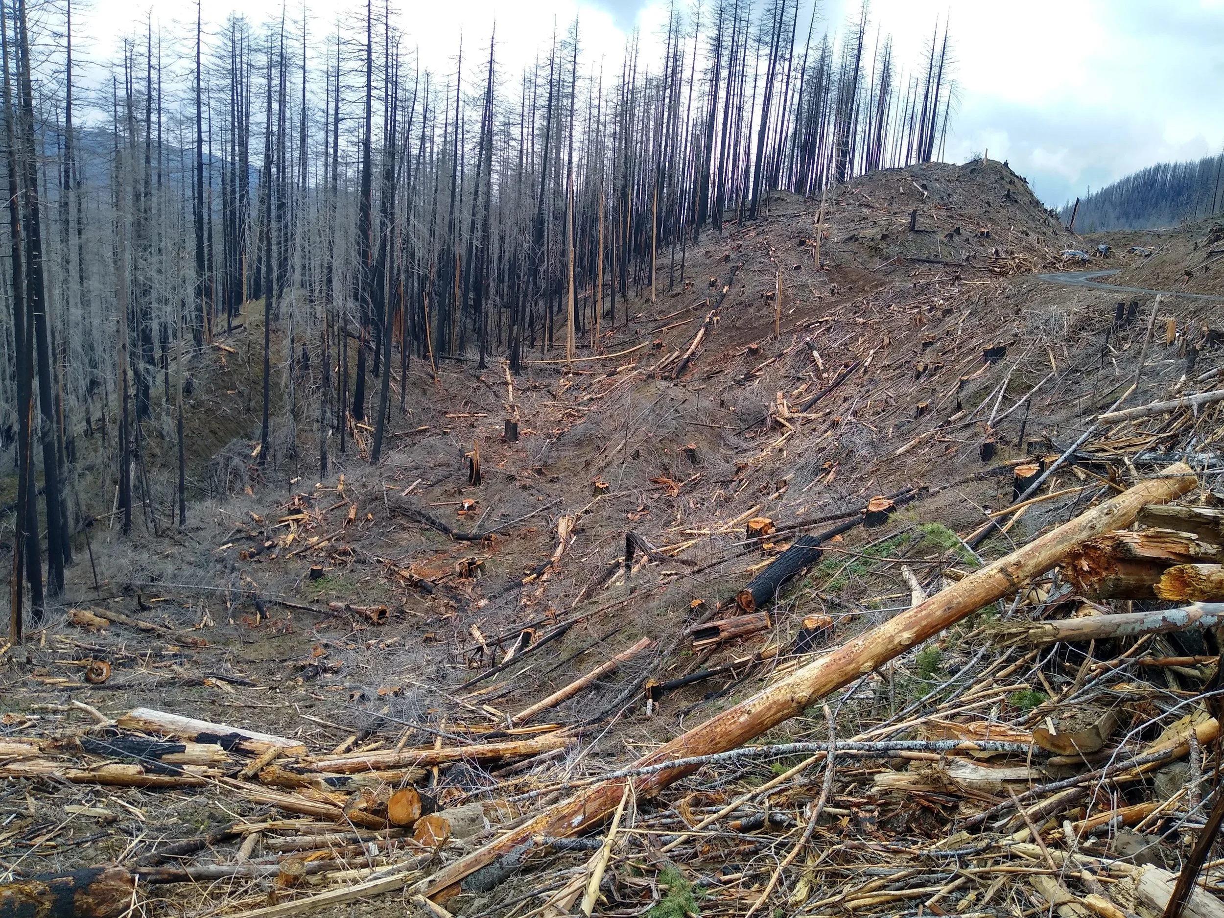 Mt. Hood National Forest - "Clackamas Fires Roadside Hazard Tree Abatement" sale, along Road 4620 (Credit: Michael Krochta 2023)