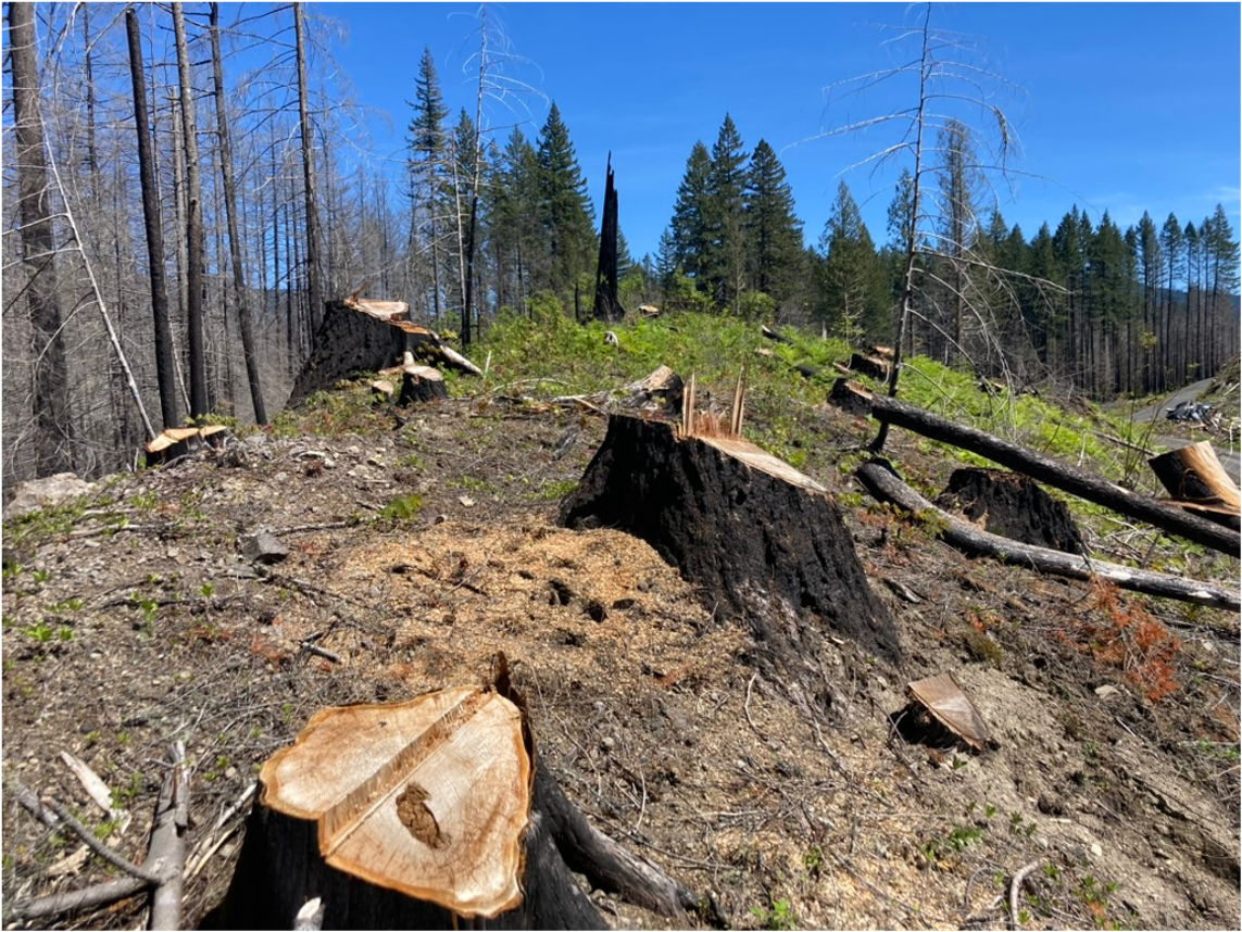 Mt. Hood National Forest - "Clackamas Fires Roadside Hazard Tree Abatement" sale, along Road 4620 (Credit: Blue Mountains Biodiversity Project 2024)