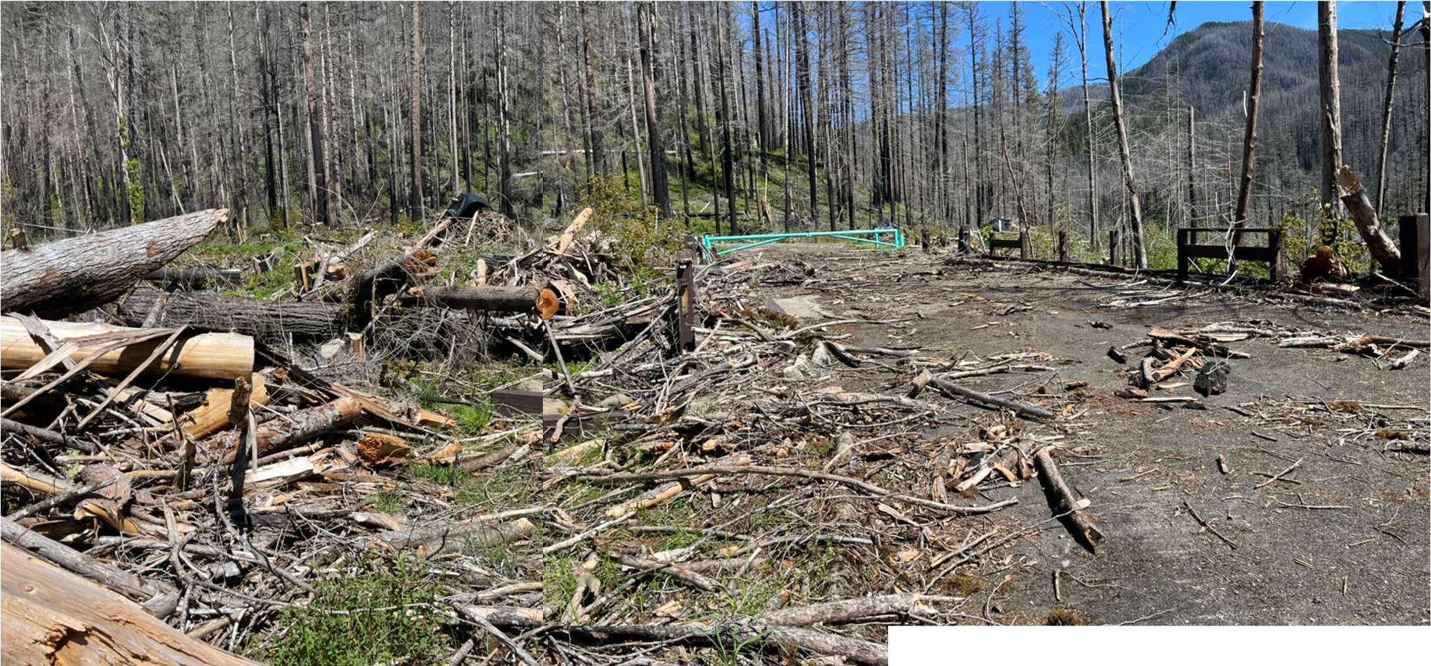 Mt. Hood National Forest - "Clackamas Fires Roadside Hazard Tree Abatement" sale, along Road 4620, at the entrance to Indian Henry Campground (Credit: Blue Mountains Biodiversity Project 2024). 