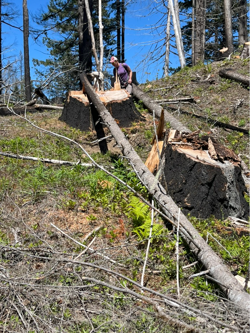 Mt. Hood National Forest - "Clackamas Fires Roadside Hazard Tree Abatement" sale, along Road 4620 (Credit: Blue Mountains Biodiversity Project 2024)