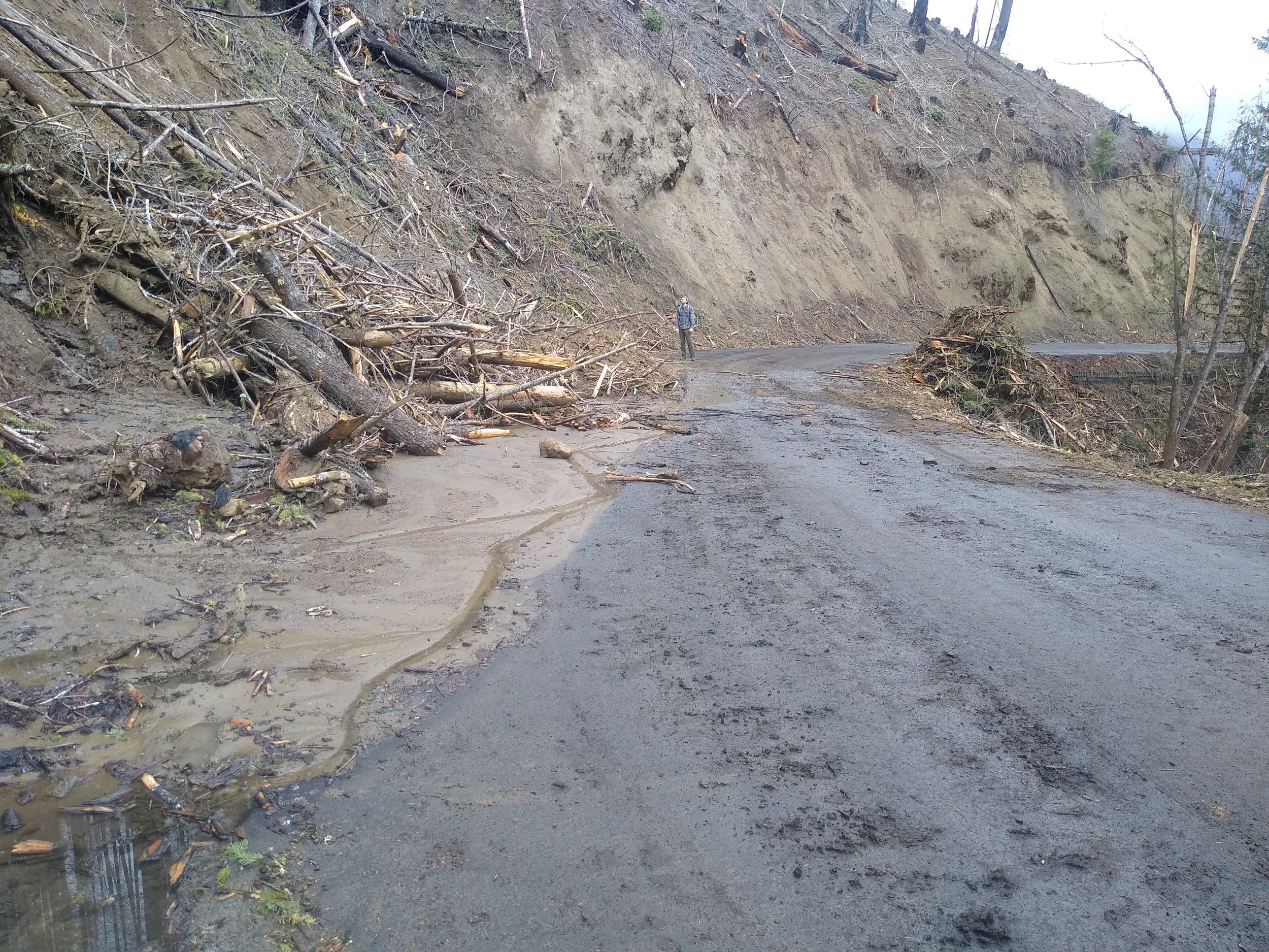 Mt. Hood National Forest - "Clackamas Fires Roadside Hazard Tree Abatement" sale, along Road 4620 (Credit: Michael Krochta 2023)