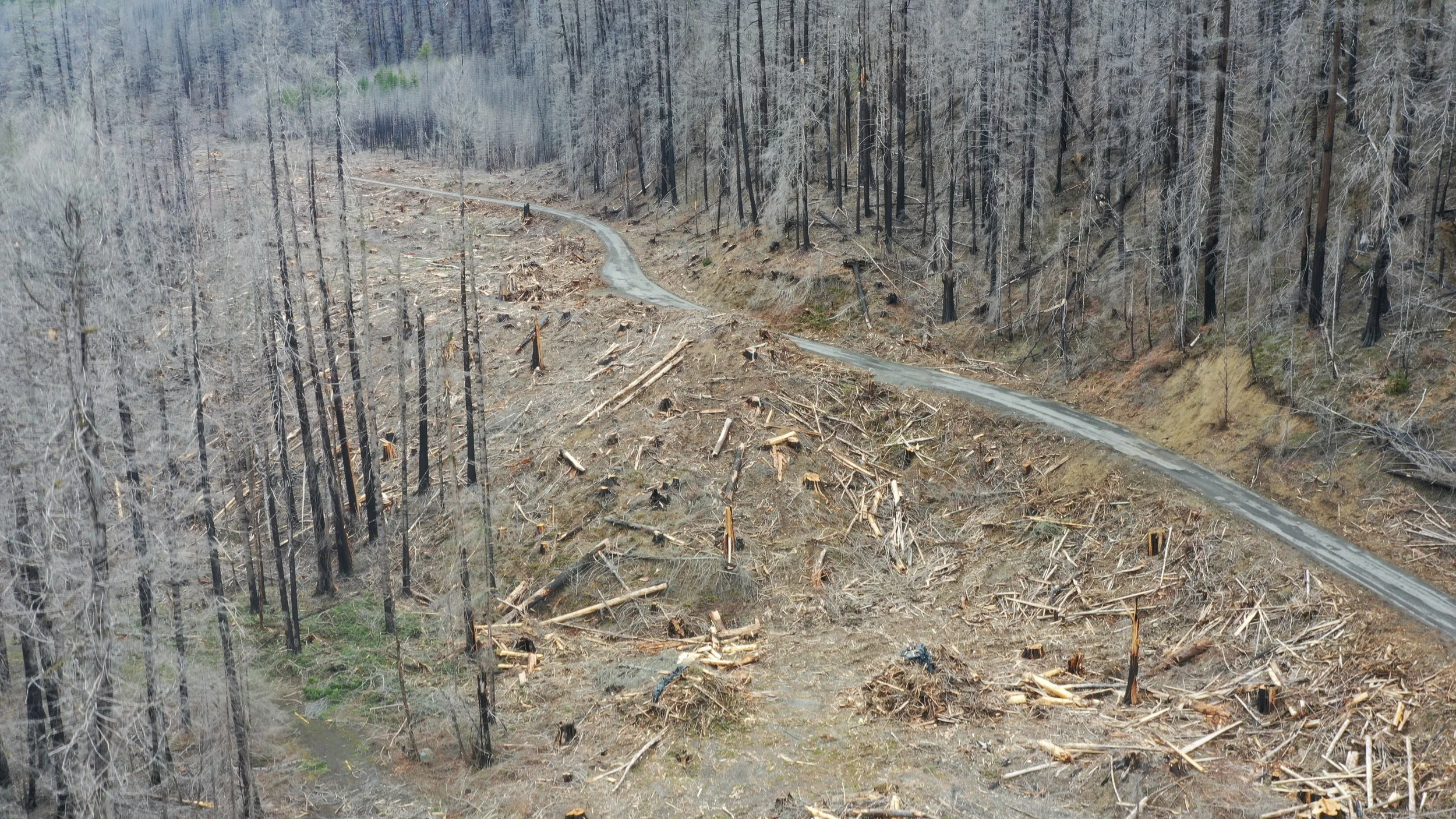 Mt. Hood National Forest - "Clackamas Fires Roadside Hazard Tree Abatement" sale, along Road 4620 (Credit: Michael Krochta 2023)