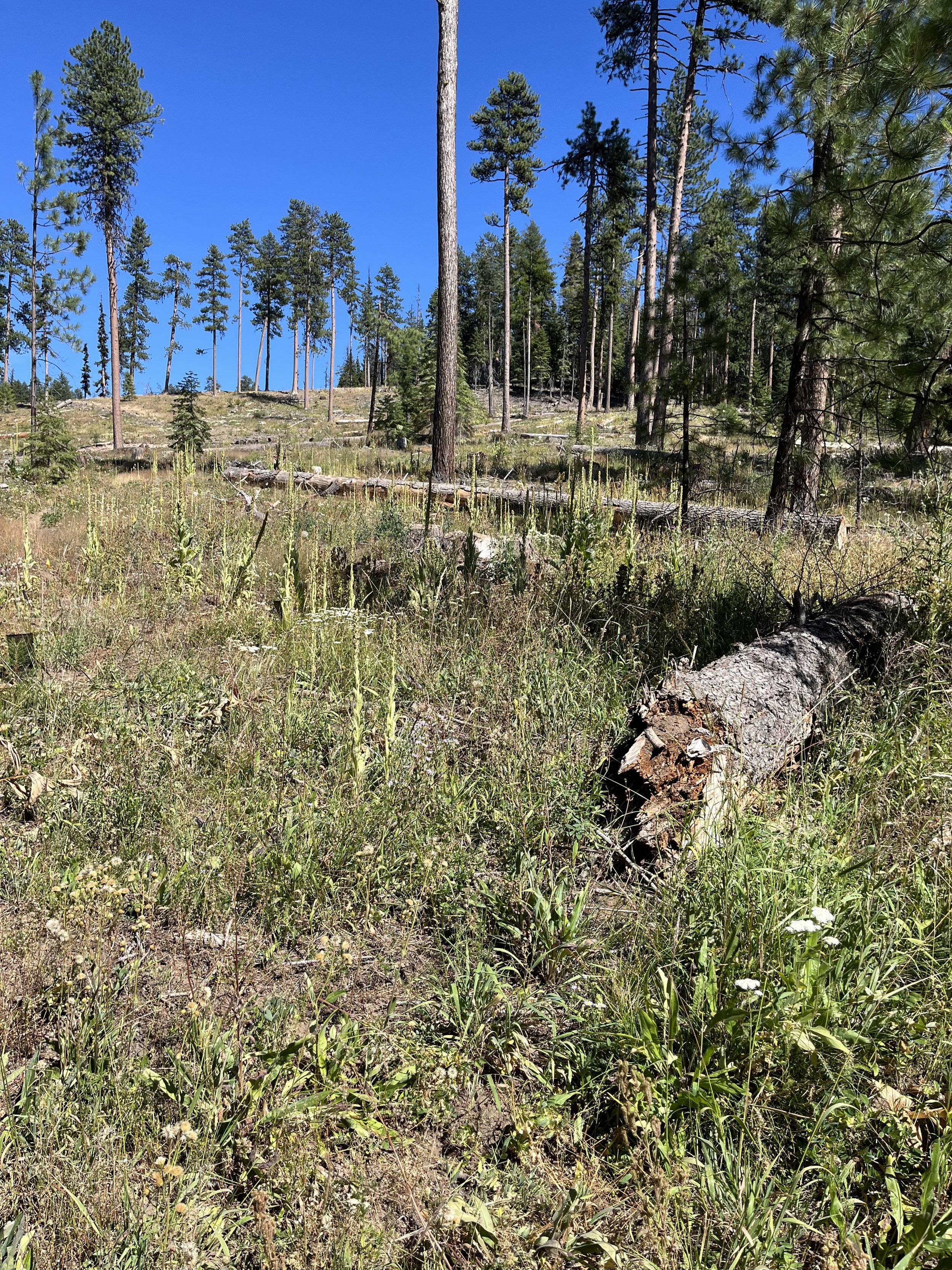 Ochoco National Forest - Walton Lake "Restoration Project" (Credit: Blue Mountains Biodiversity Project 2025)