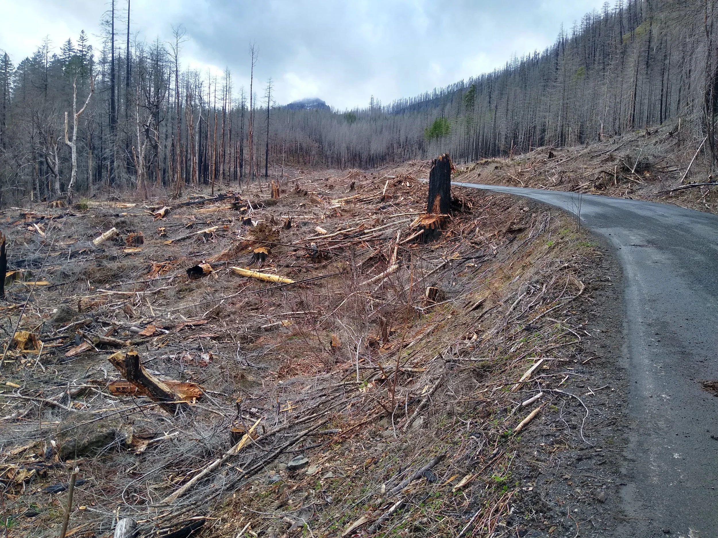 Mt. Hood National Forest - "Clackamas Fires Roadside Hazard Tree Abatement" sale, along Road 4620 (Credit: Michael Krochta 2023)