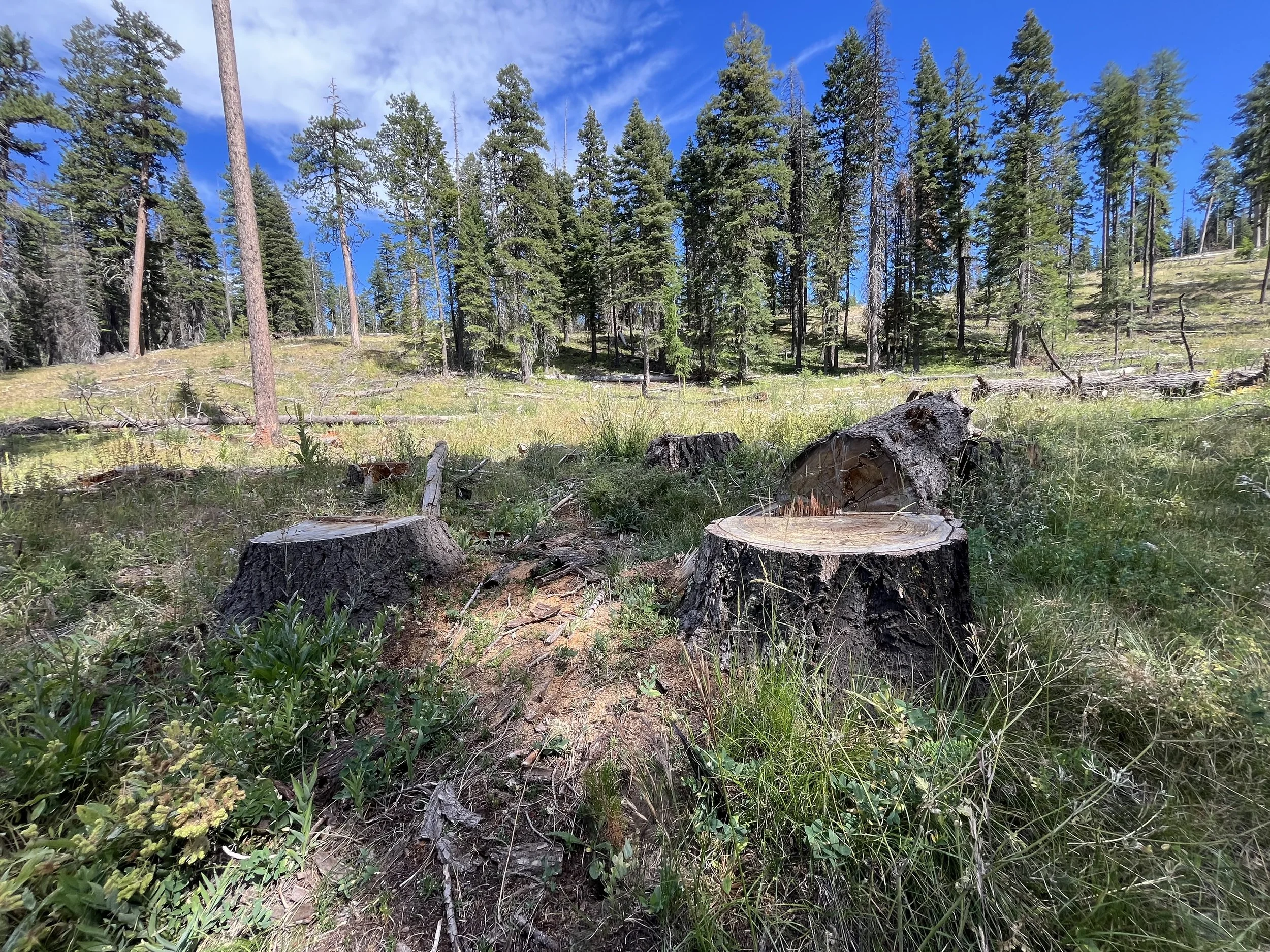 Ochoco National Forest - Walton Lake "Restoration Project" (Credit: Blue Mountains Biodiversity Project 2025)