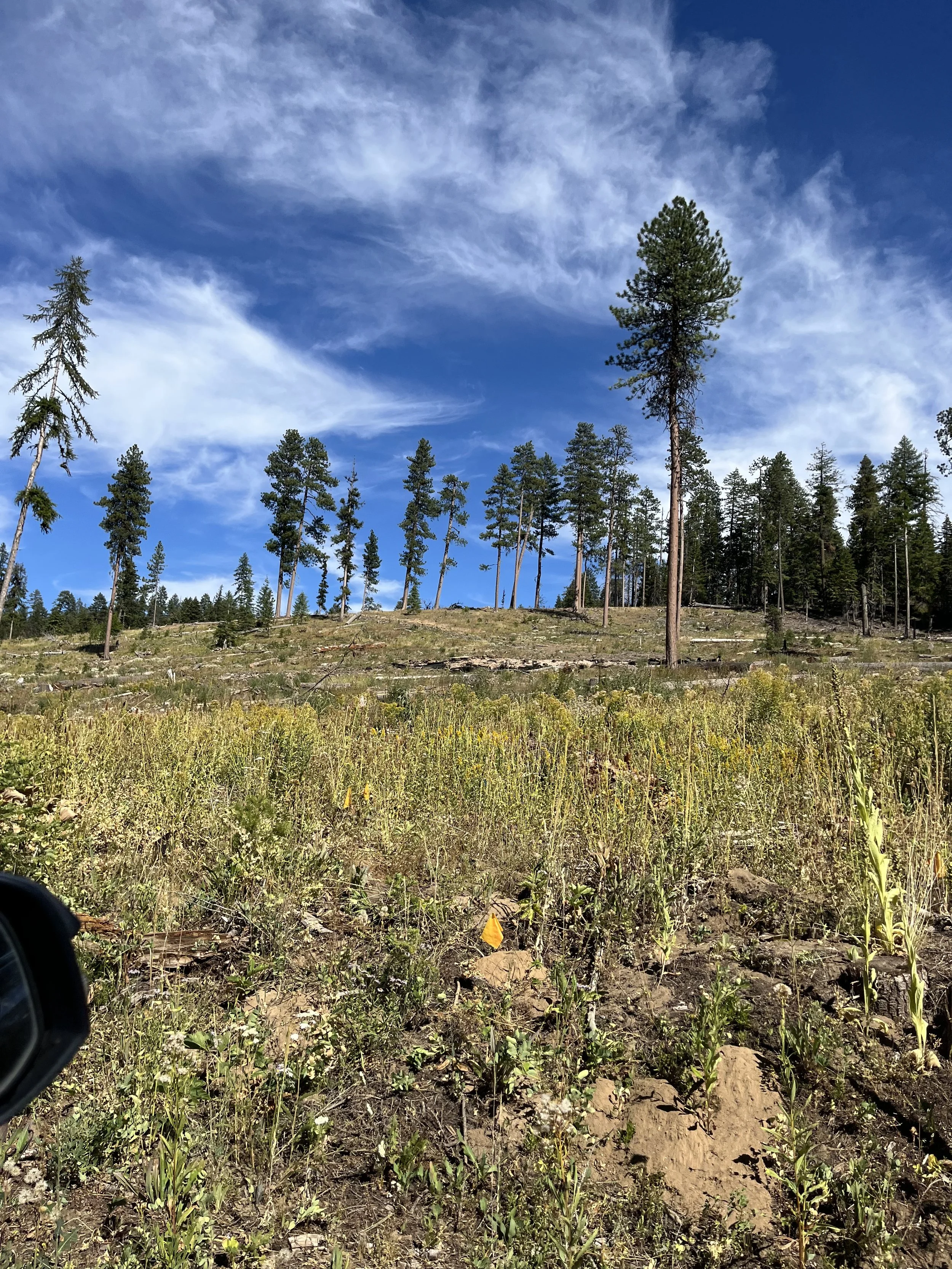 Ochoco National Forest - Walton Lake "Restoration Project" (Credit: Blue Mountains Biodiversity Project 2025)