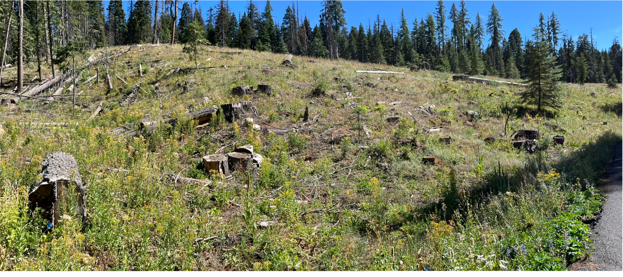 Ochoco National Forest - Walton Lake "Restoration Project". This timber sale was promoted to the public as necessary for safety and forest restoration. A native fungus (Laminated root rot) was the justification for "sanitation harvest" in this sale. 