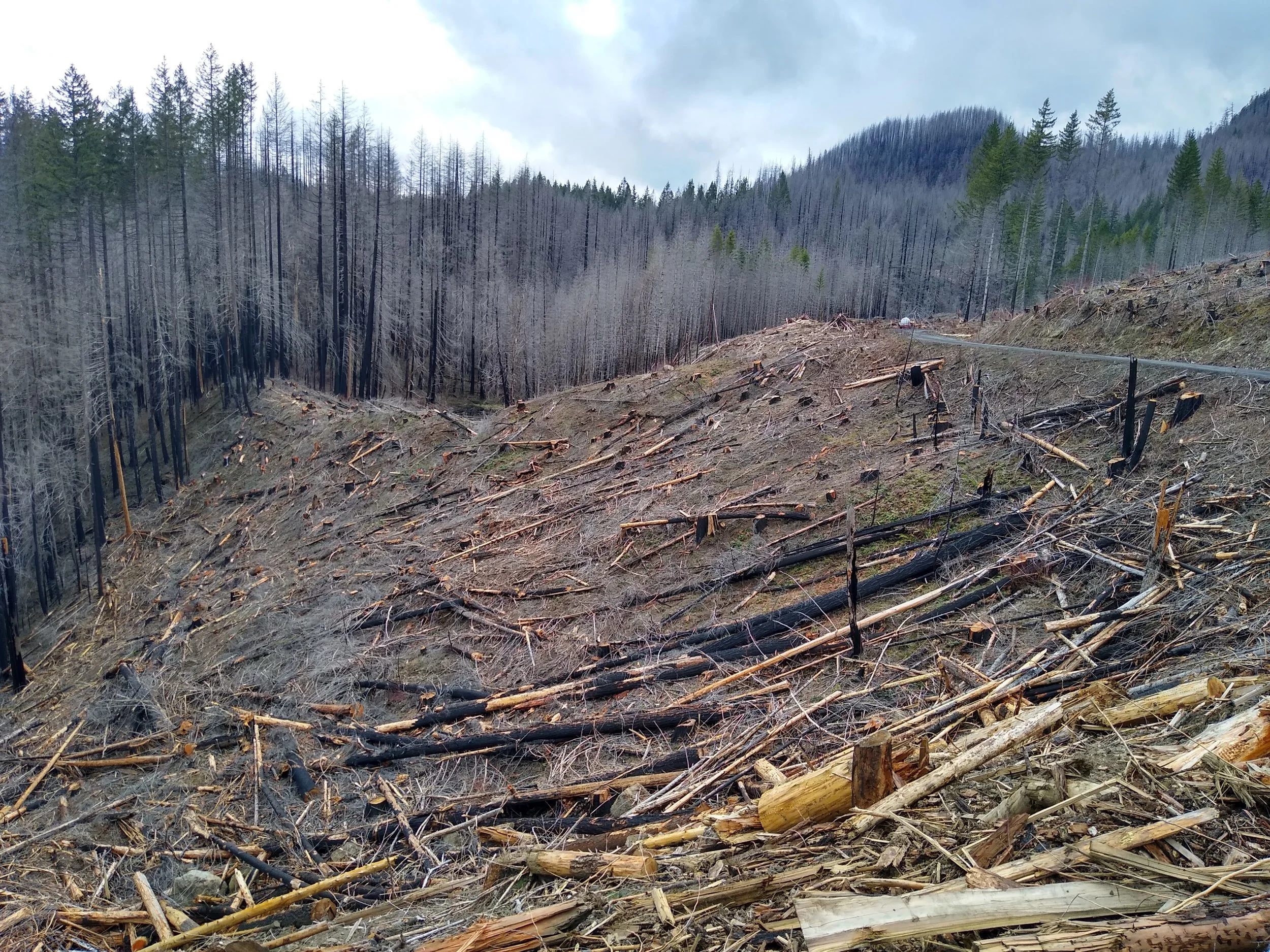 Mt. Hood National Forest - "Clackamas Fires Roadside Hazard Tree Abatement" sale, along Road 4620 (Credit: Michael Krochta 2023)