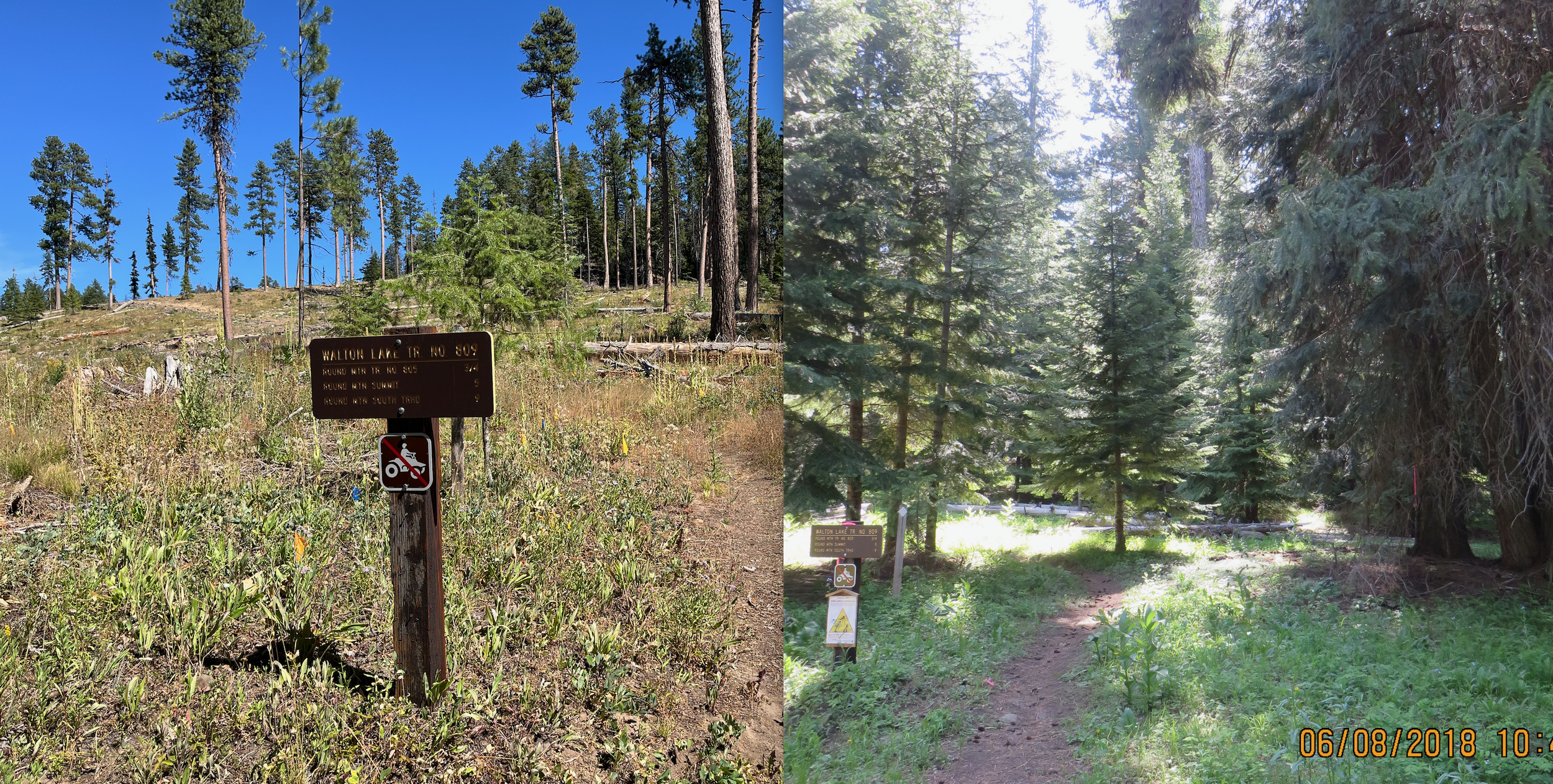 Ochoco National Forest - Walton Lake "Restoration Project". Trailhead after and before logging in this sale. (Credit: Blue Mountains Biodiversity Project 2025)