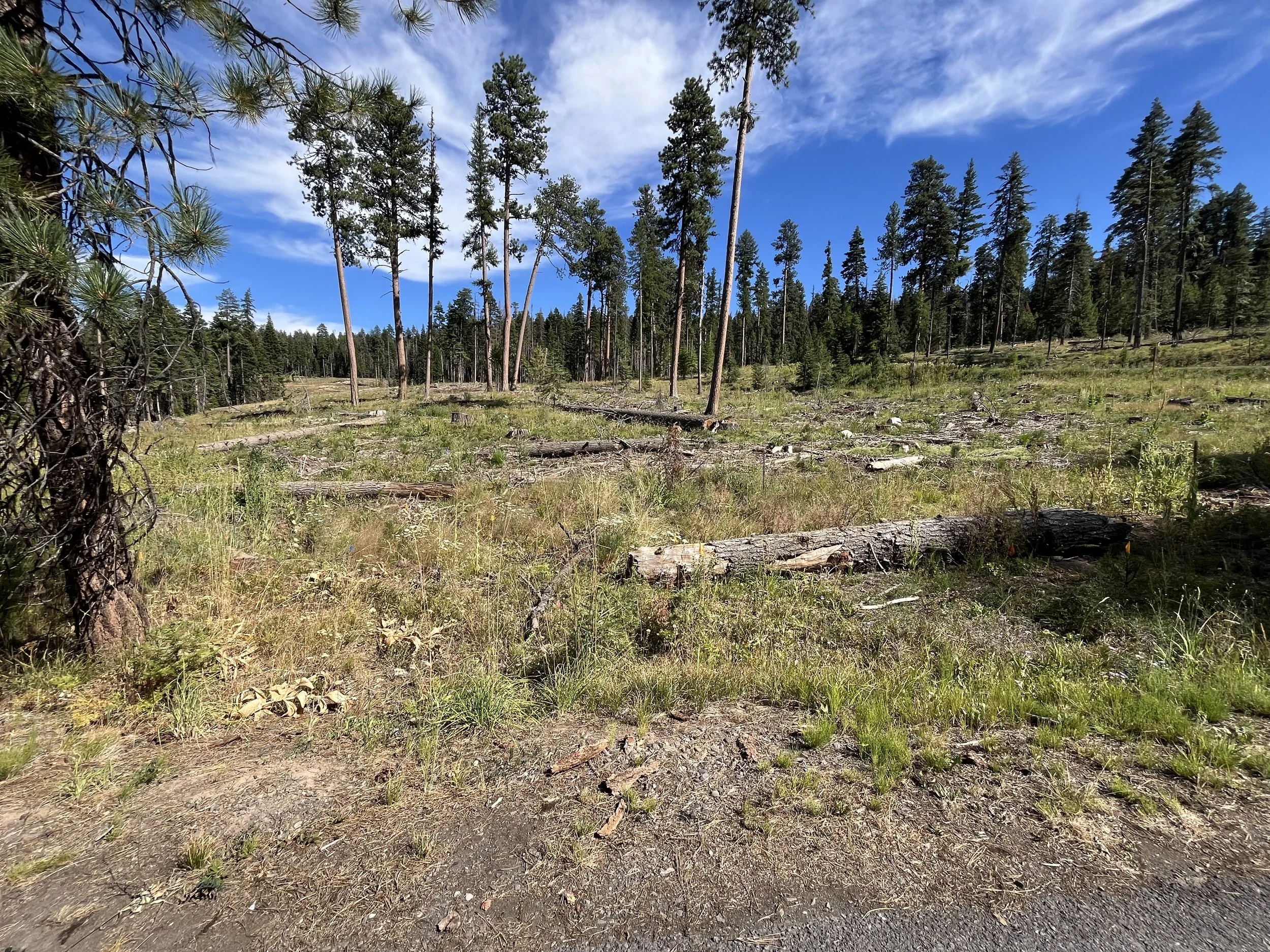 Ochoco National Forest - Walton Lake "Restoration Project" (Credit: Blue Mountains Biodiversity Project 2025)