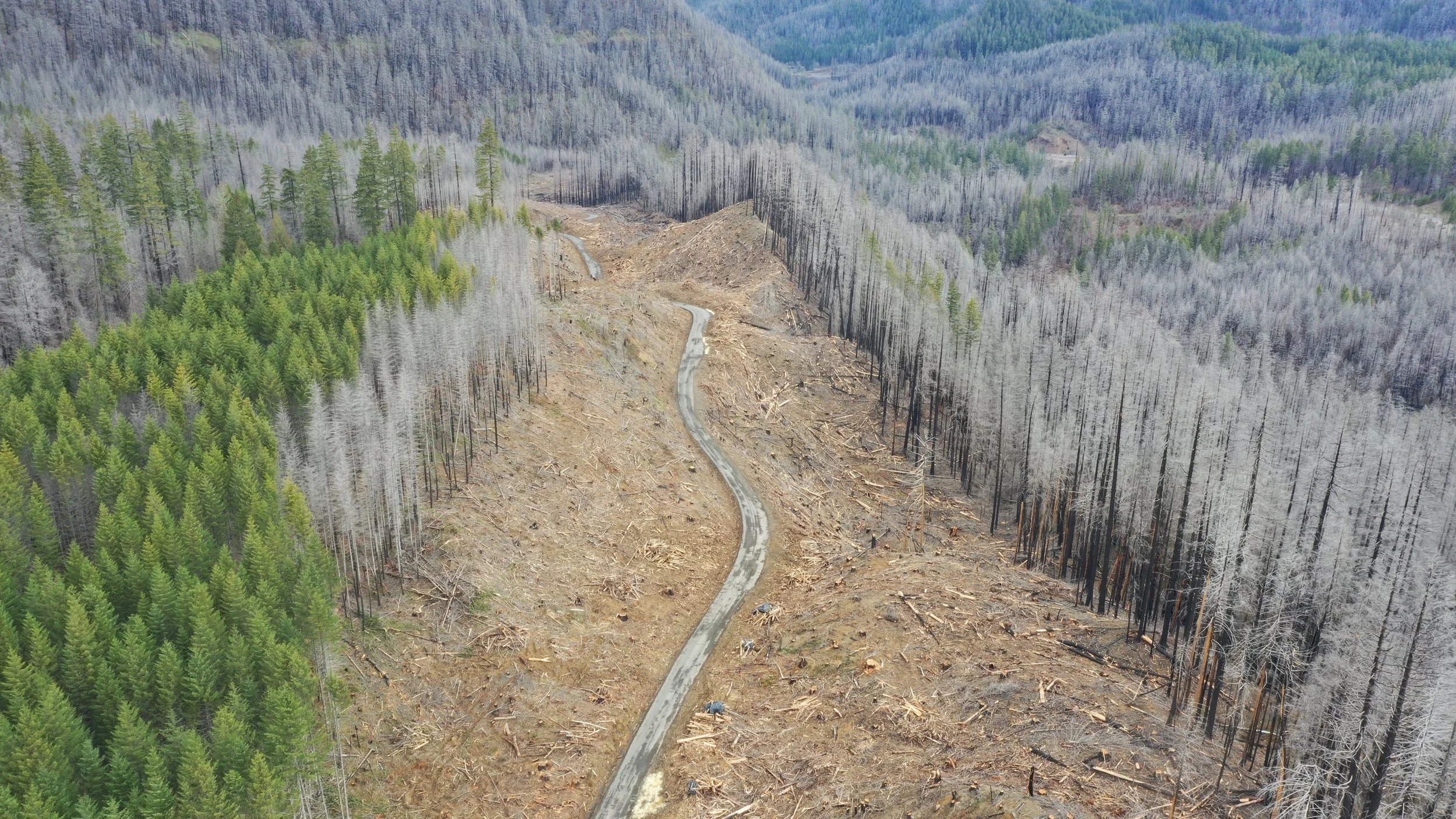 Mt. Hood National Forest - "Clackamas Fires Roadside Hazard Tree Abatement" sale, along Road 4620 (Credit: Michael Krochta 2023)