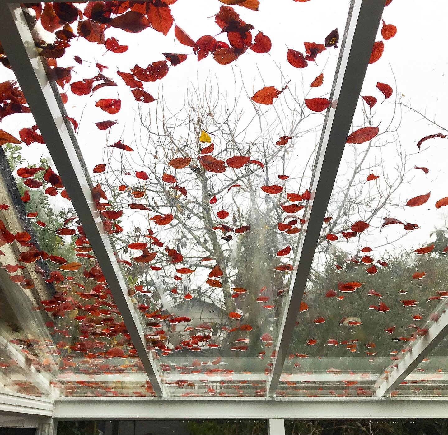 New background for the porch roof... different every week! #fallingleaves #autumn