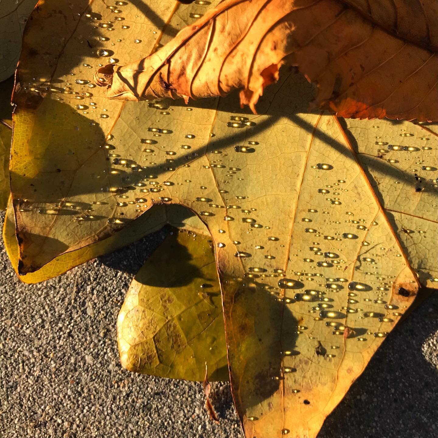 Just a leaf, on the ground, late afternoon light and shadows. I was in the park collecting pine cones and stumbled upon this one...💛 #autumnleaves #golden #shadowsandlight #lateafternoon #leaf