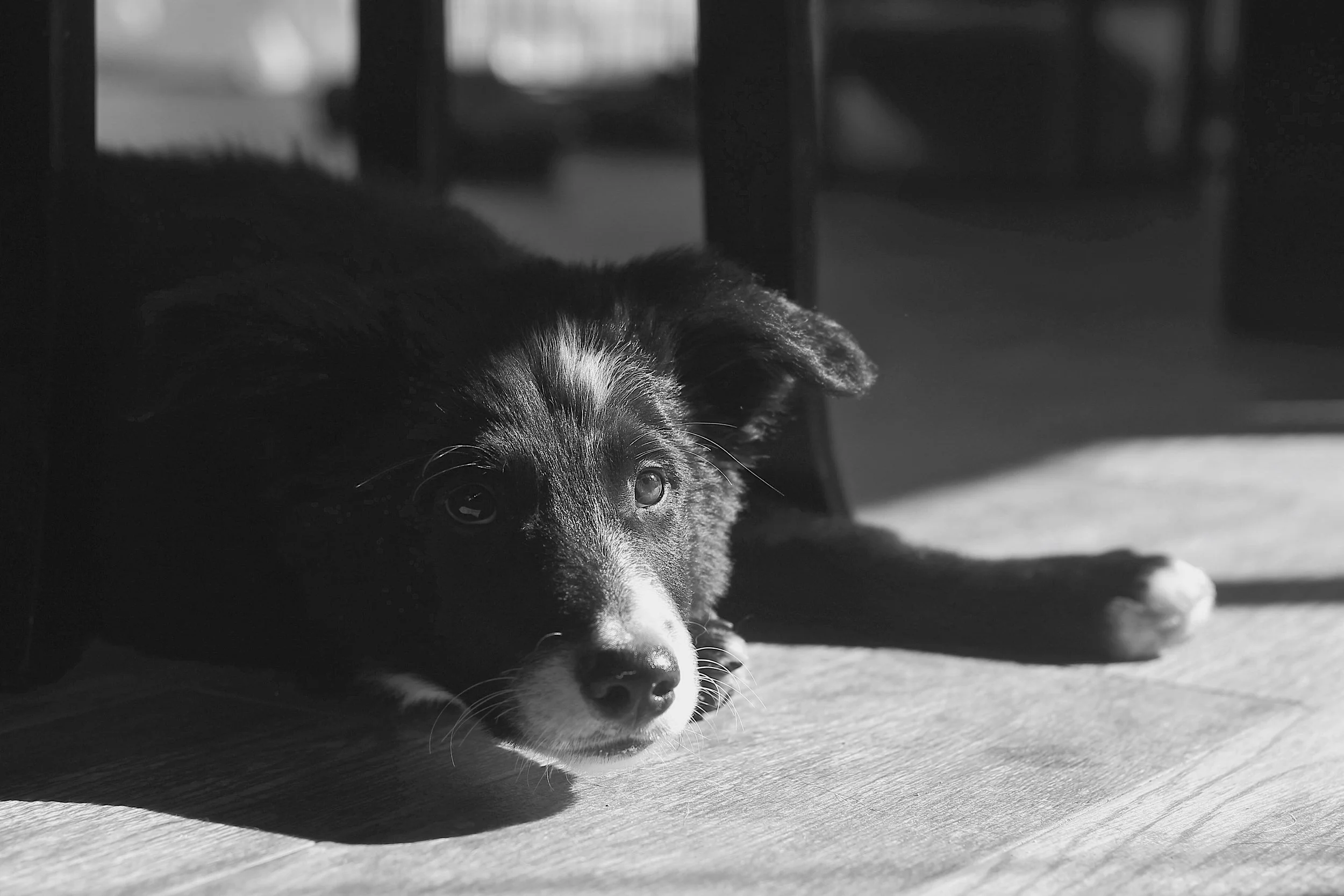 Happy dogs representing the Bob Jones Dog Trust
