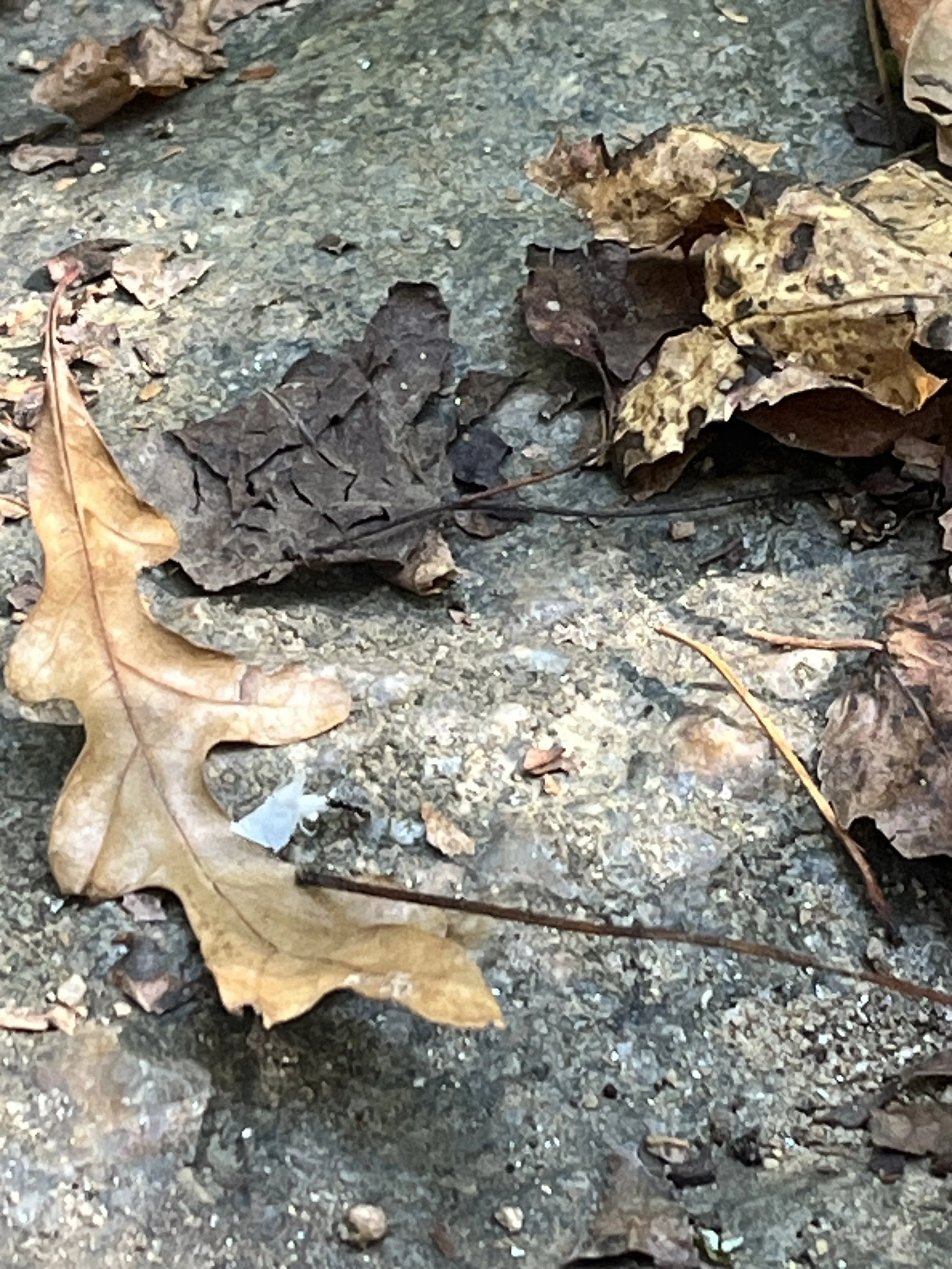 Walking Through November's Gifts - A Guided Walking Meditation