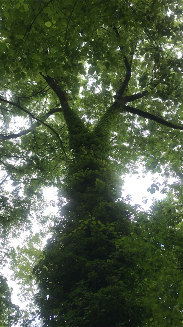 Monday Meditation for Goodness - 20 Minutes of Breathwork