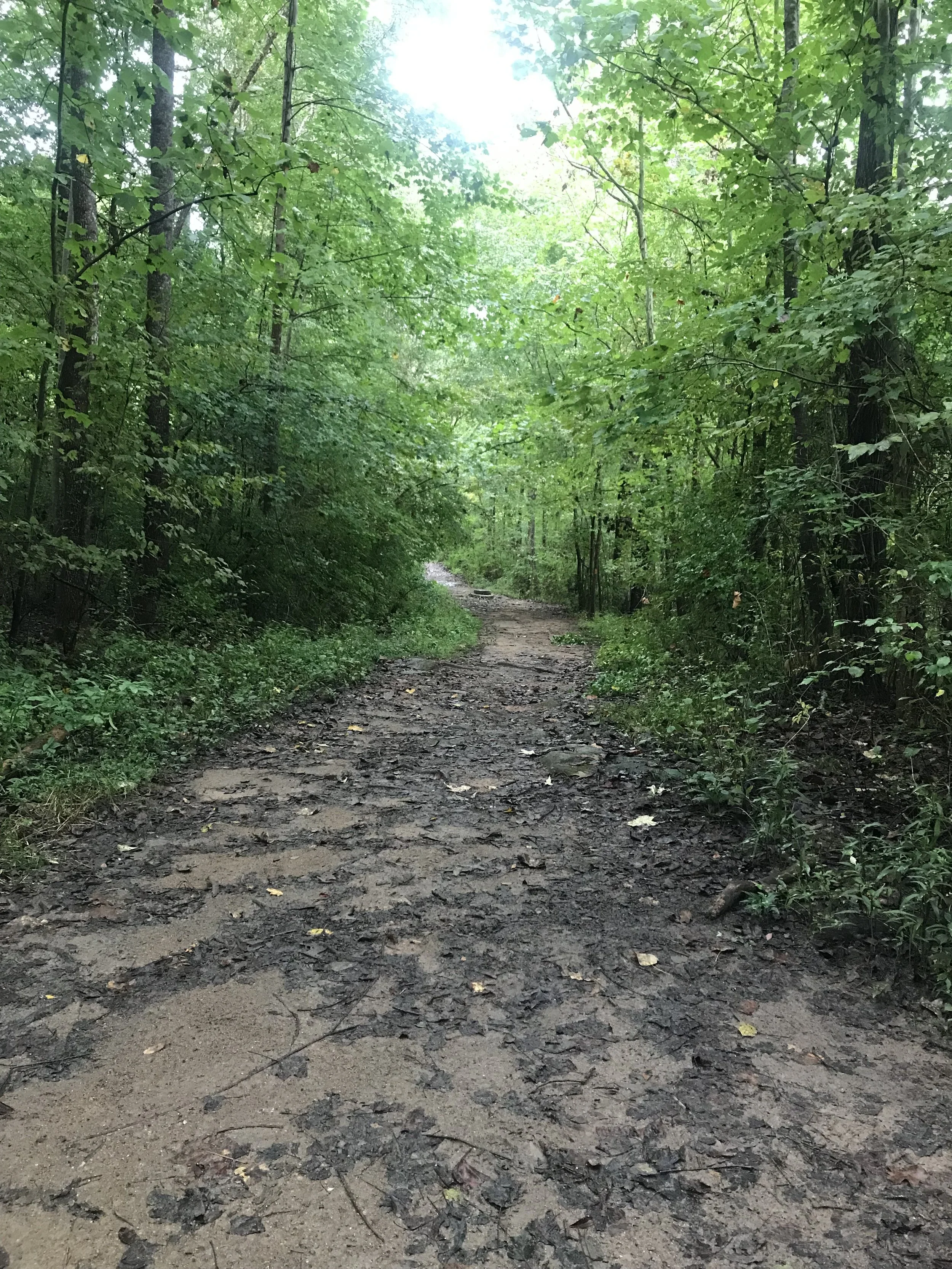 Walking Meditation at Dusk - A 15-Minute Walk in the Woods