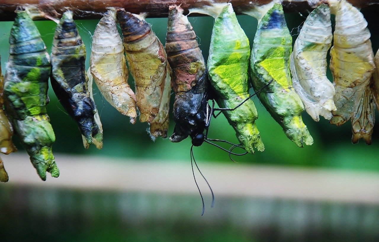 How can we excel at transformation?
