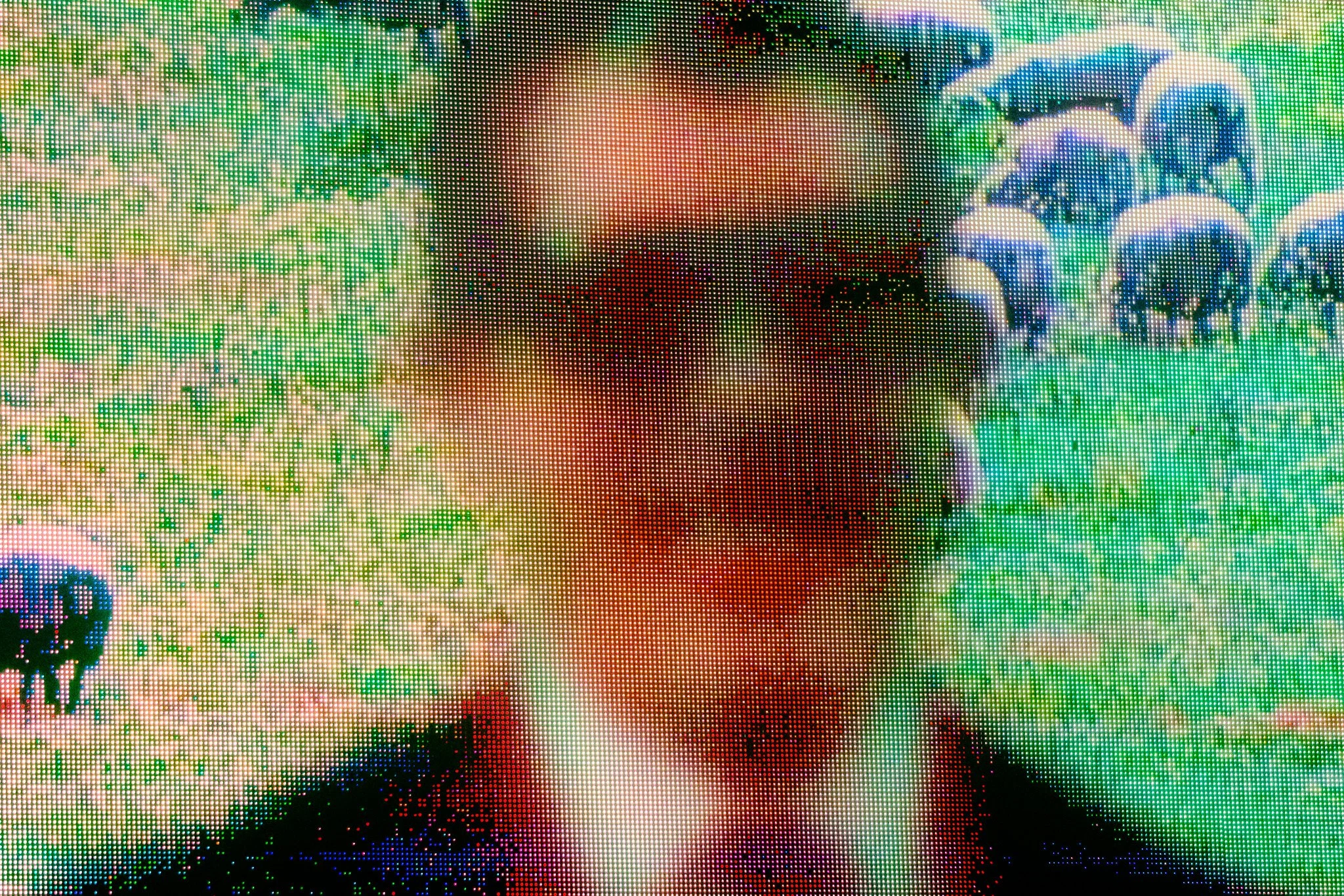 _DSF7065.jpg