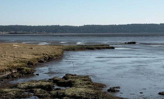 view_of_mud_bay.jpg