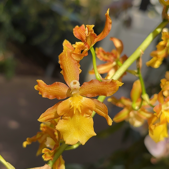 Orchid show New York web.png