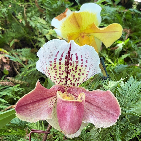 Orchid show New York web2.png