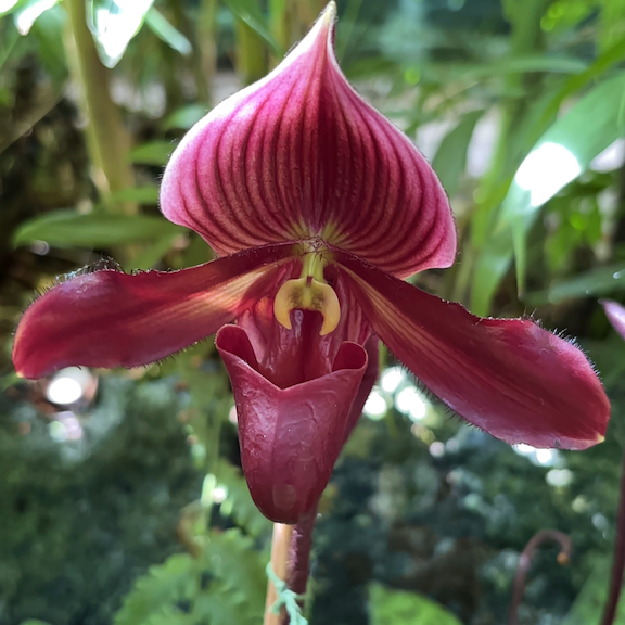 Orchid show New York web4.png