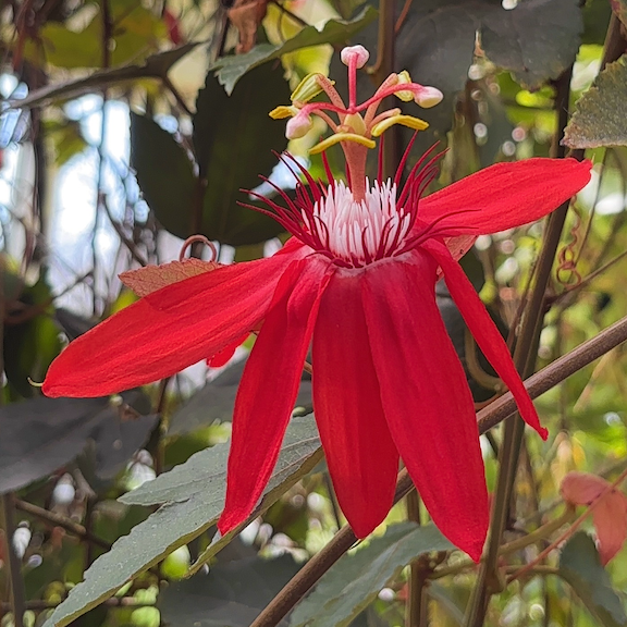 Orchid show New York web3.png