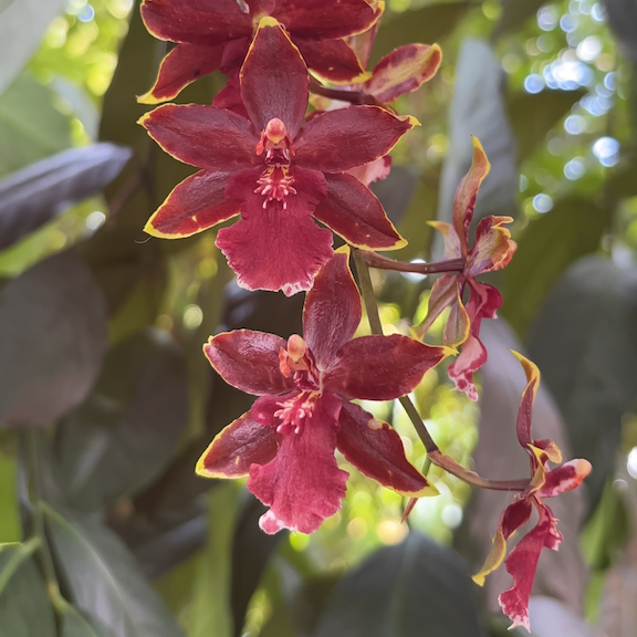 Orchid show New York web6.png