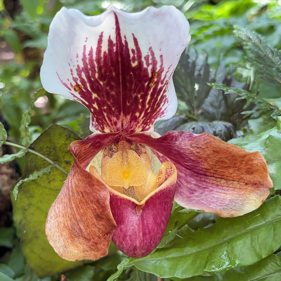 Orchid show New York web5.png