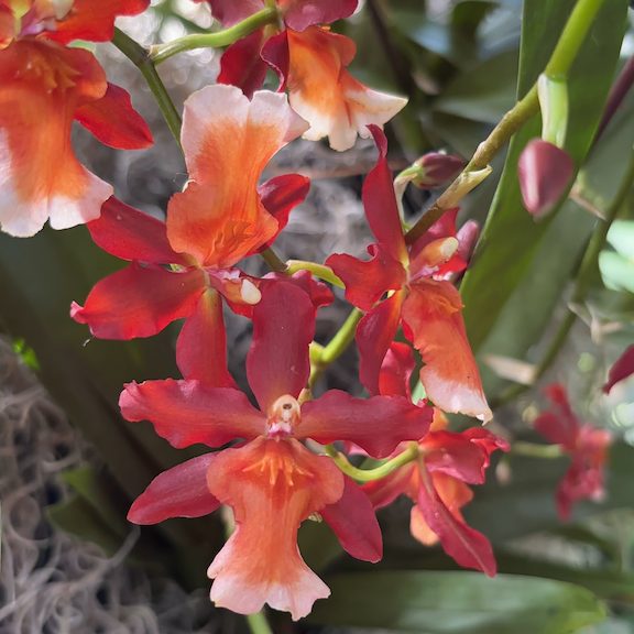 Orchid show New York web9.png