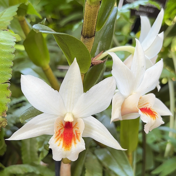 Orchid show New York web8.png