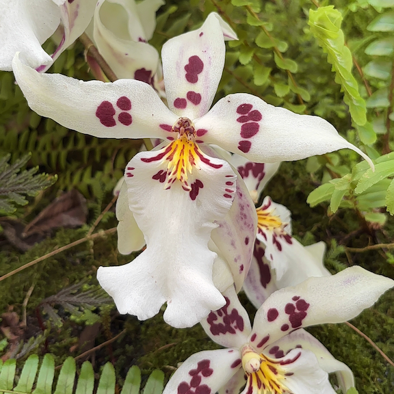 Orchid show New York web11.png