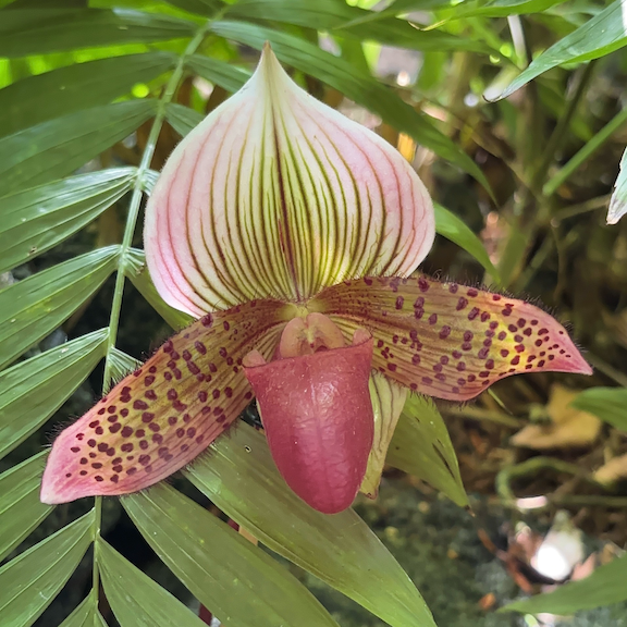 Orchid show New York web12.png