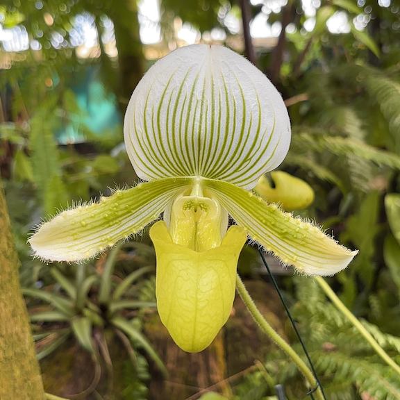 Orchid show New York web10.png