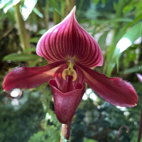 Orchid show New York web13.png