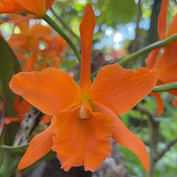 Rhyncattleanthe Paradise Beauty 'Golden Angel'