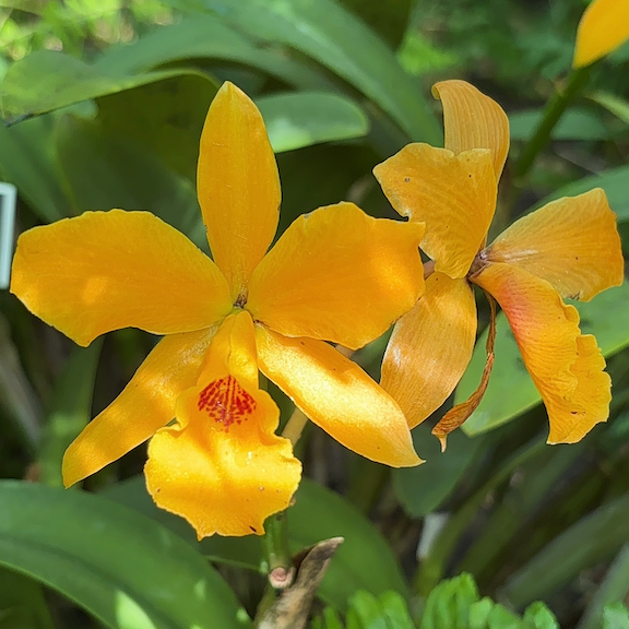 Orchid show New York web15.png