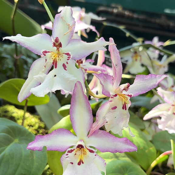 Orchid show New York web16.png