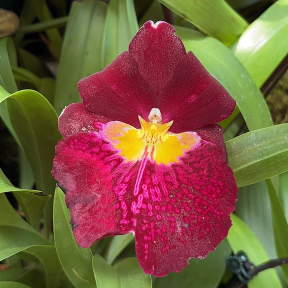 Orchid show New York web17.png