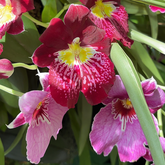 Orchid show New York web18.png