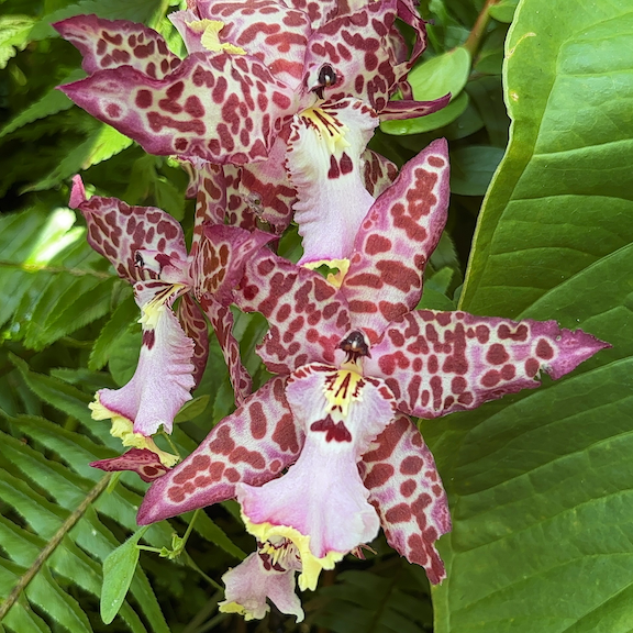 Orchid show New York web19.png