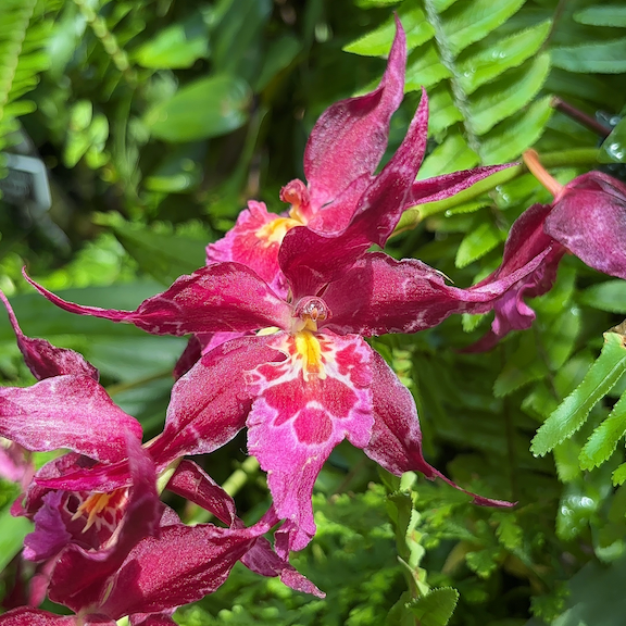 Orchid show New York web20.png