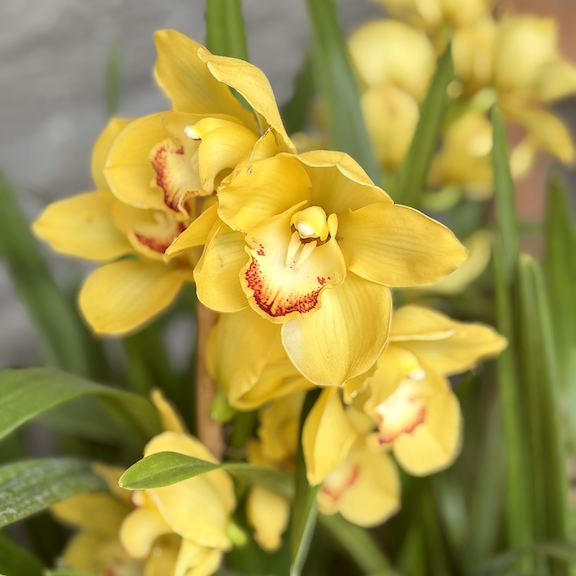 Orchid show New York web21.png