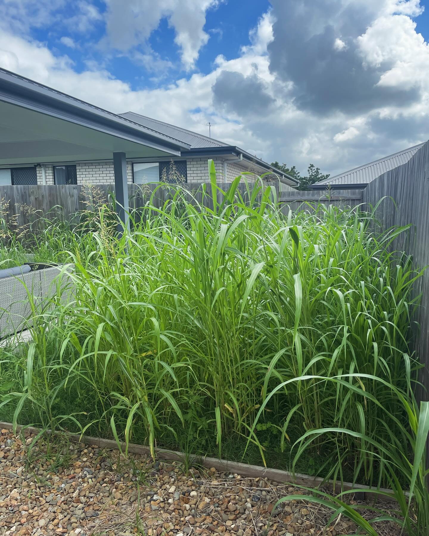 Happy to help get this yard back in check #beforeandafter
