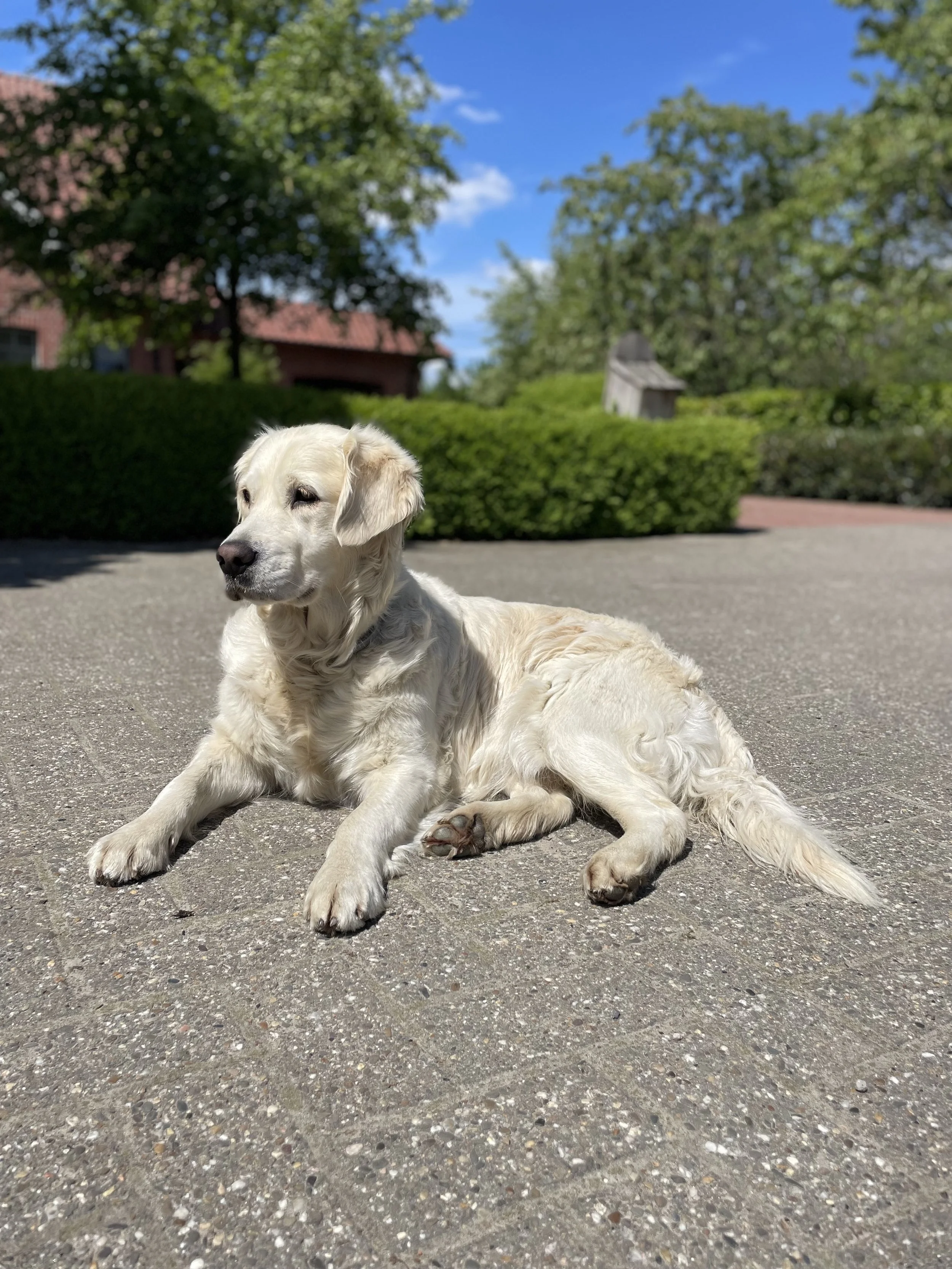 Ein liegender, weißer Hund auf einer gepflasterten Fläche bei sonnigem Wetter mit Büschen, Bäumen und einem blauen Himmel im Hintergrund.