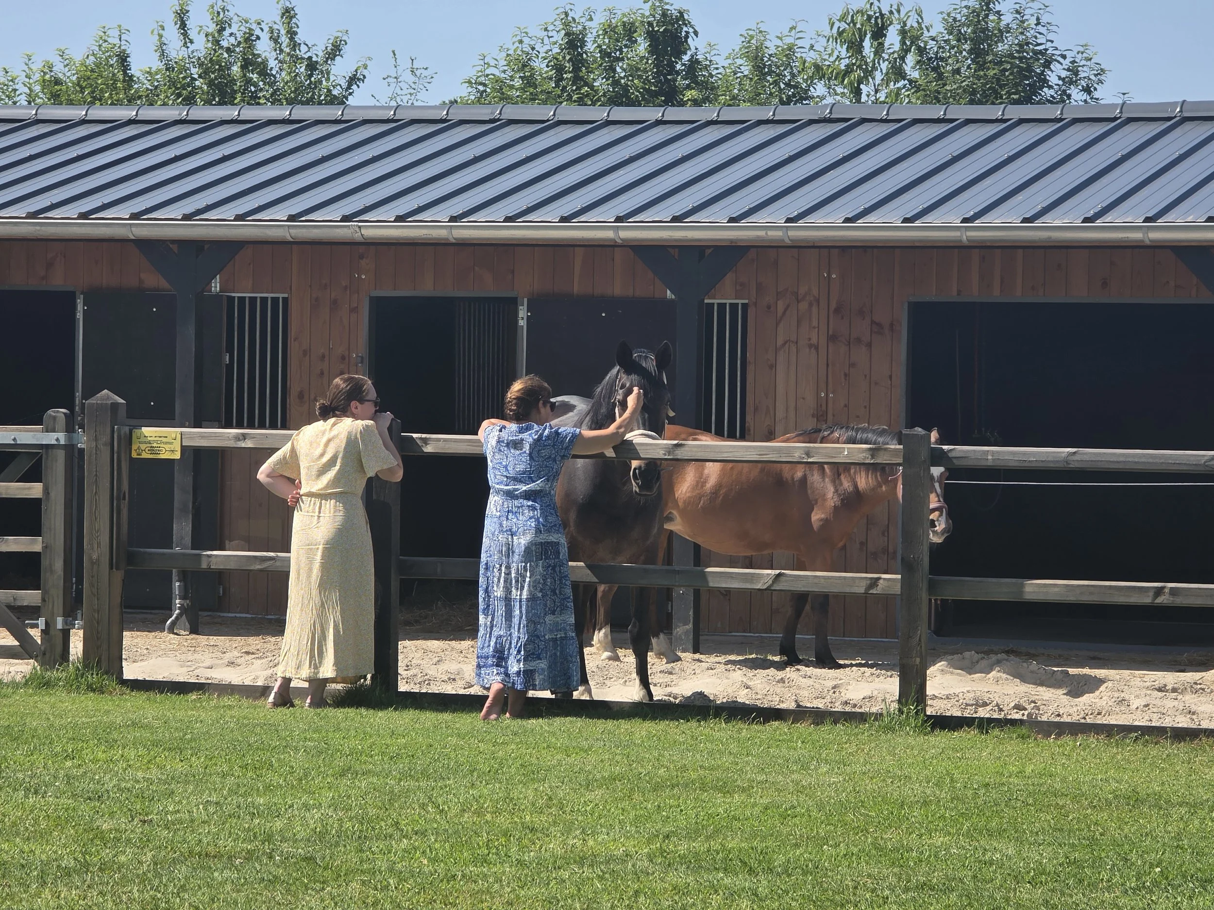 paardencoaching.jpg